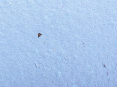 Живой блокнот с семенами цветов, А6, синий , размер A6